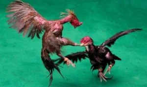 Đá Gà GA28 Tại ANO88