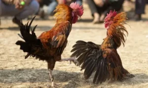 Đá Gà WS168 Tại ANO88