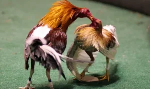 Đá Gà Sabong tại ANO88