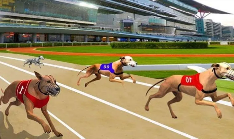 Cách chơi game nhanh Đua Chó Tại ANO88